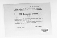 Ramularia butomi image
